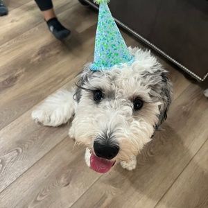 Meet your Posher, Julie